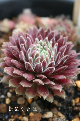 N\xxbgAZyrE-Sempervivum Crimson velvet