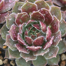 EhV[AZyrE-Sempervivum Round Seane