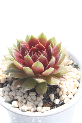 APibcAZyrE-Sempervivum Acenatum