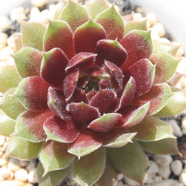 アケナッツム、センペルビウム属-Sempervivum Acenatum
