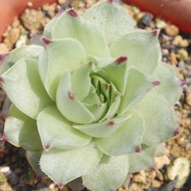 `bvgbvAZyrE-Sempervivum Tip Top