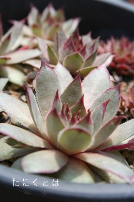 TbV[tXAZyrE-Sempervivum SassyFrass