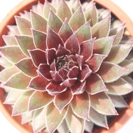 n[gAZyrE-Sempervivum Heart