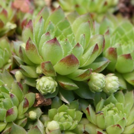 loeZAZyrE-Sempervivum Nevatence