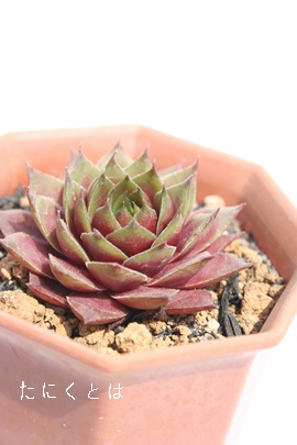 AgrIZEwCbqAZyrE-Sempervivum AtorovioraseumHinlih