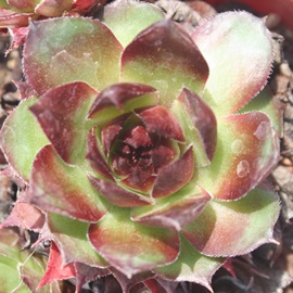 p[fB[YAZyrE-Sempervivum Purdys70-40