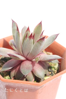 A}_AZyrE-Sempervivum Amanda