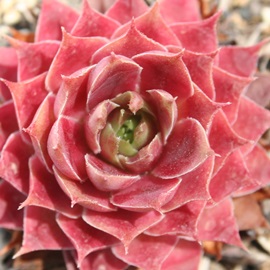 xg[YAZyrE-Sempervivum BellotsPoyrpe