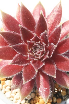 bhG[XAZyrE-Sempervivum Red Ace