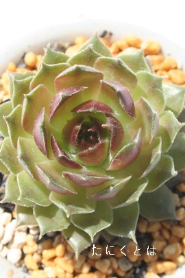 Yx[ACXAZyrE-Sempervivum Raspberry ice