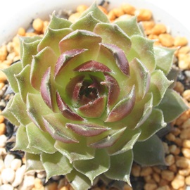 Yx[ACXAZyrE-Sempervivum Raspberry ice