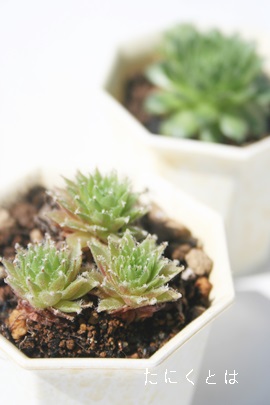 ̉,˂̂͂ȁAZyrE-Sempervivum TAKANENOHANA