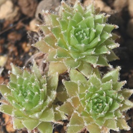 ̉,˂̂͂ȁAZyrE-Sempervivum TAKANENOHANA