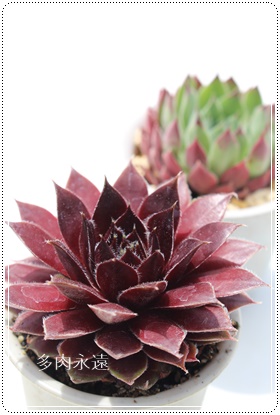 Wk_NAZyrE-Sempervivum Jeanne d'Arc