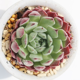 V񂹂AZyrE-Sempervivum SINSEI