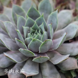 pVtBbNu[ACXAZyrE-Sempervivum Pacific Blue Ice