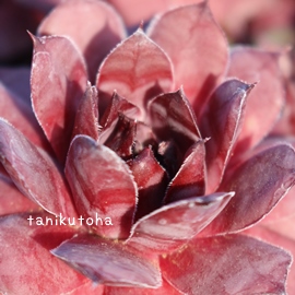 ダイアン、センペルビウム属-Sempervivum Dian