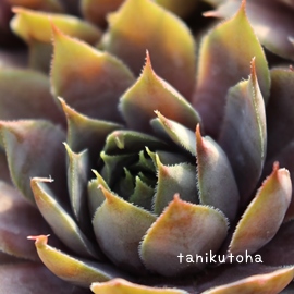 クラウンウィリアム、センペルビウム属-Sempervivum Crown wilium