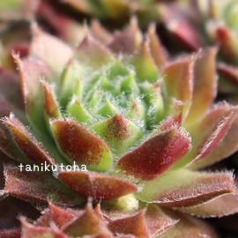 J[joAZyrE-Sempervivum carnival