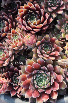 NmGAZyrE,Zy̔,ZyrEʔ,RA̔X,ZyrE͊Бi-Sempervivum Clara Noel