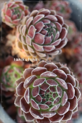 NvgKAZyrE-Sempervivum Criptomonga