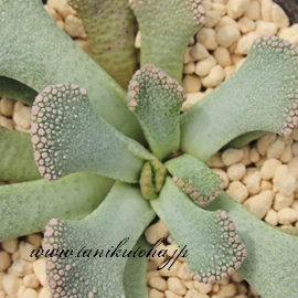 V,Ăɂ,AVӍgt,VӐB₵,Vӈĕ,VӒʔ,`^mvVX,-Titanopsis carvarea TENNYORIN,i@ɂƂcuctus and succulents onlineshop from japan-TANIKUTOHA