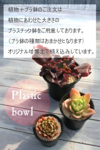 プラスチック鉢でのお届け