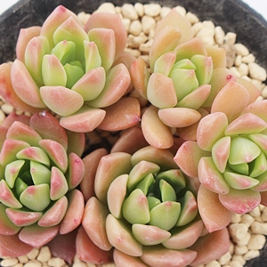 多肉植物の群生って可愛い,多肉永遠評判,多肉ちゃんのお勧め,多肉植物