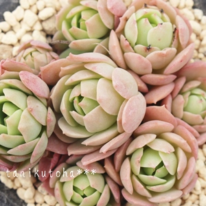 AꂢAZ_-Sedum 'Golden Glow'