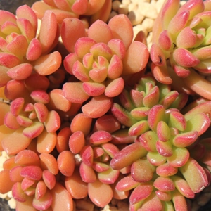 AꂢAZ_-Sedum 'Golden Glow'