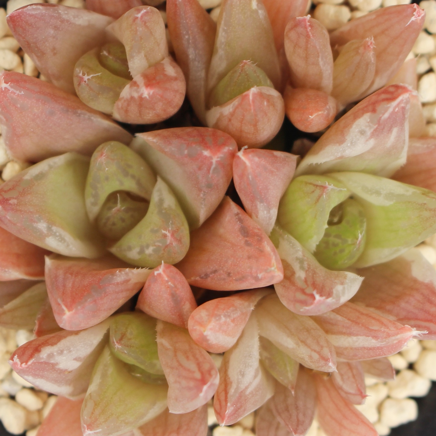 AꂢAZ_-Sedum 'Golden Glow'