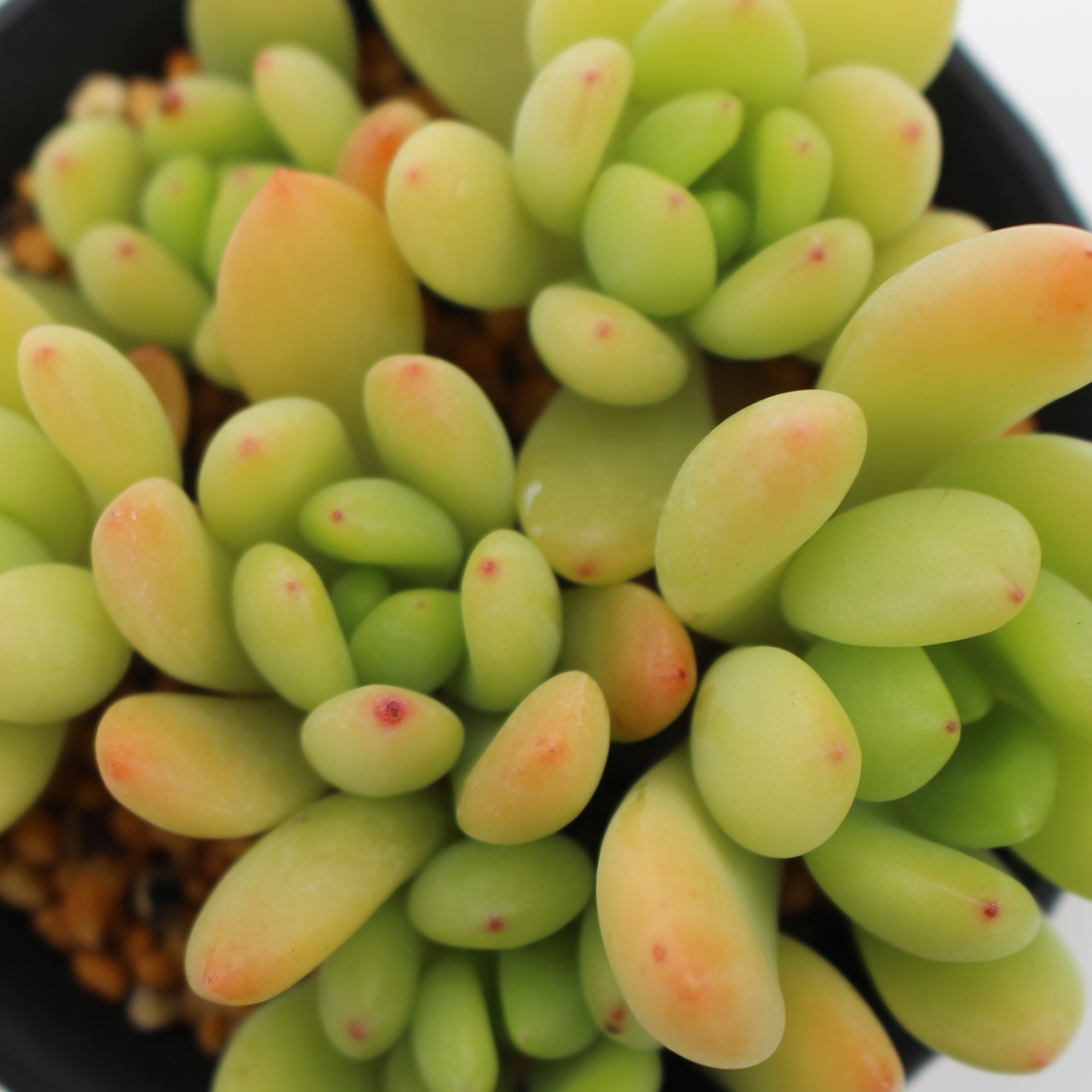 AꂢAZ_-Sedum 'Golden Glow'