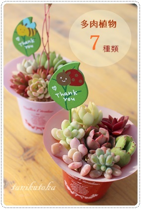 プリントポットの母の日ギフト,母の日に多肉植物を贈る,おしゃれな母の日多肉のプレゼント,多肉永遠　たにくとは