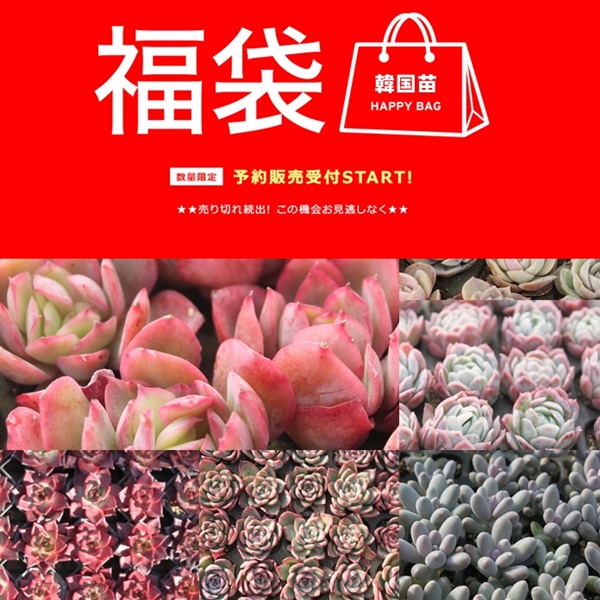 2026�؍��c���ܔ̔�,�G�P�x���A�̕��ܔ̔�,�����A�� ����,�����͂������y����,�l�C�i�����Z�b�g,�G�P�x���A���ܒʔ�,�������ܔ̔�,���A���� ���y���݋l�ߍ��킹 ���ʌ���,�����i�����ܕ]��"