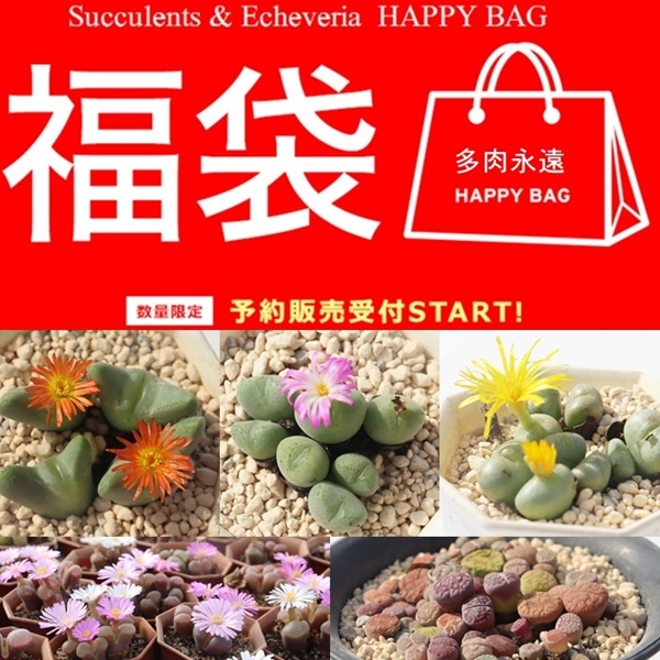2026多肉福袋 ハッピーバック販売,多肉植物 レア福袋通販,ハオルチア