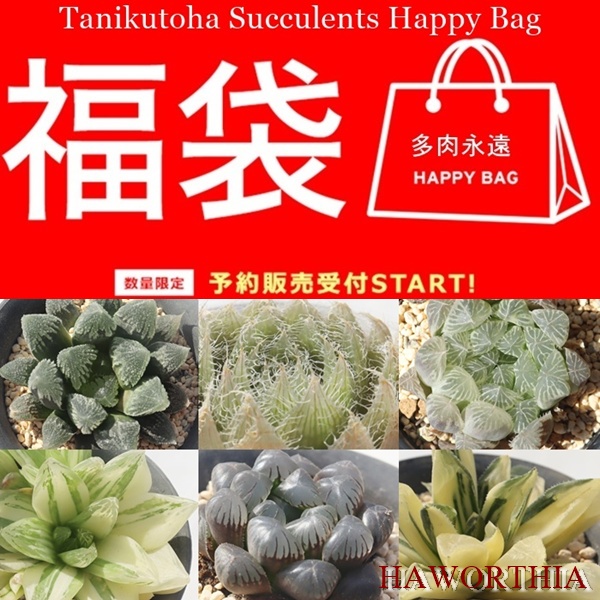 2026多肉福袋 豪華12苗 2026多肉福袋 豪華12苗 - メルカリ