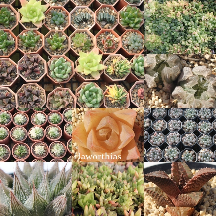 2026�n�I���`�A���ܔ̔�,�����A���̕��ܔ̔�,�����A�� ����  �������� ���y���݃Z�b�g �l�ߍ��킹 ���S��OK ���ʌ���,�������ܔ̔�,�������ߑ�������,�����i�����ܕ]��