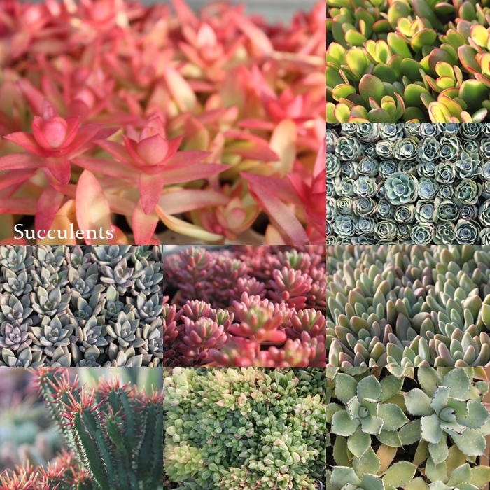 2020�����A�����ܔ̔�,���ɂ��̕��ܔ̔�,�n�I���`�A�̕��ܒʔ�,�G�P�x���A���ܒʔ�,�������ܔ̔�,�������ߑ�������,�����i������