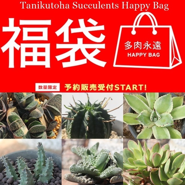 2026多肉福袋 ハッピーバック販売,多肉植物 レア福袋通販,ハオルチア