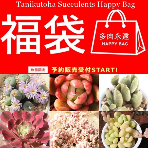 2026多肉福袋 ハッピーバック販売,多肉植物 レア福袋通販,ハオルチア