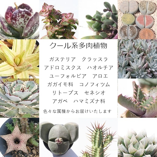 �����A�����_�꒼���̕��� �G�P�x���A�E�n�I���`�A�E�R�m�t�B�c���ȂǋG�߂̑����������ɋl�ߍ��킹�B���S�҂���R���N�^�[�܂Ŋy���߂����Z�b�g,�r�U�[���v�����c,�R�[�f�b�N�X��������,�����i��