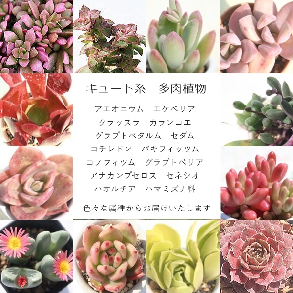 �����A�����_�꒼���̕��� �G�P�x���A�E�n�I���`�A�E�R�m�t�B�c���ȂǋG�߂̑����������ɋl�ߍ��킹�B���S�҂���R���N�^�[�܂Ŋy���߂����Z�b�g,��e�ʑ�������,�����i��