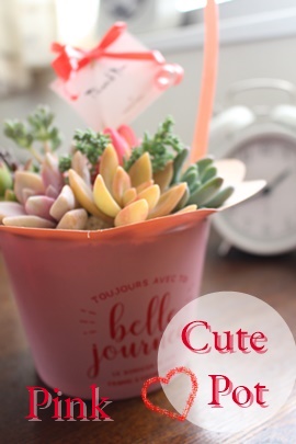 キュート手提げ付きポット,たにく母の日,おしゃれな母の日のプレゼント,母の日植物,母の日多肉,母の日おしゃれ,母の日寄せ植え,母の日ガーデニング,多肉植物の母の日の贈り物激安販売,多肉永遠たにくとは"