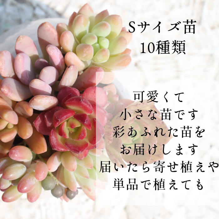クリスマス限定エケベリア韓国苗7個+多肉植物10種セット,在宅時間を多肉植物で楽しむ,韓国苗激安販売,たにく韓国苗通販,在宅を楽しむ植物,韓国苗 通販激安,クリスマス限定商品,多肉植物の寄せ植え販売,多肉植物の韓国苗激安販売,多肉永遠たにくとは クリスマス限定エケベリア韓国苗7個+多肉植物10種セット,在宅時間を多肉植物で楽しむ,韓国苗激安販売,たにく韓国苗通販,在宅を楽しむ植物,韓国苗 通販激安,クリスマス限定商品,多肉植物の寄せ植え販売,多肉植物の韓国苗激安販売,多肉永遠たにくとは