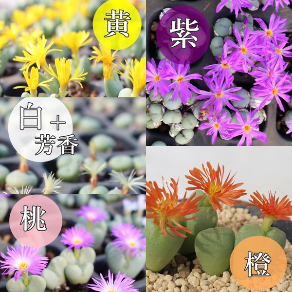 �R�m�t�B�c�� ���g�[�v�X ���� 2026 1���~ ���A �����A�� �������� �����c ���y���݃Z�b�g �l�ߍ��킹 ���S��OK ���ʌ��� ��e��,�����i�����ܕ]��