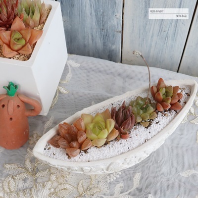 バタフライ鉢 ハオルチアの寄せ植え,おしゃれな多肉のプレゼント,多肉永遠　たにくとは