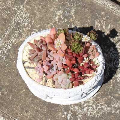 グロッシーポットホワイトの寄せ植え,おしゃれな多肉のプレゼント,多肉永遠　たにくとは