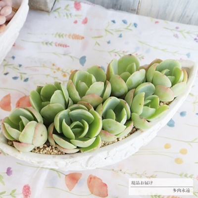 センペルビウムの寄せ植え,プレゼントは多肉植物で,おしゃれな多肉の