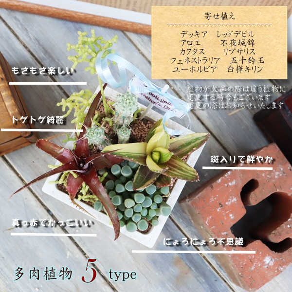 斑入りハオルチア父の日ギフト,父の日に多肉植物を贈る,たにく父の日,おしゃれな父の日のプレゼント,父の日花,父の日サボテン,父の日おしゃれ,たにくの寄せ植え,多肉植物の寄せ植え販売,多肉植物の父の日の贈り物激安販売,多肉永遠