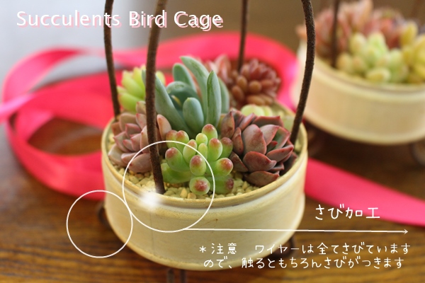 ジャンクバードケイジ,ジャンクバードケイジ,ジャンクバードケイジ販売,可愛いジャンクバードケイジ,ポップなジャンクバードケイジ,多肉ジャンクバードケイジ,おしゃれ多肉ジャンク缶,ジャンク多肉寄せ植え,ー多肉永遠